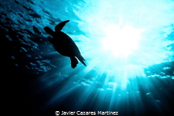 Looking up at a Honu (Green Sea Turtle) from 20 feet belo... by Javier Cazares Martinez 
